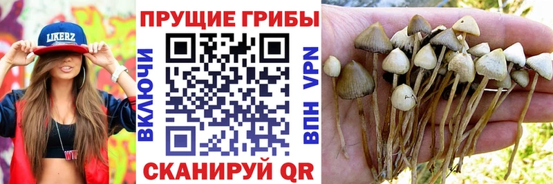 Галлюциногенные грибы Psilocybe  Купить  Кировград 